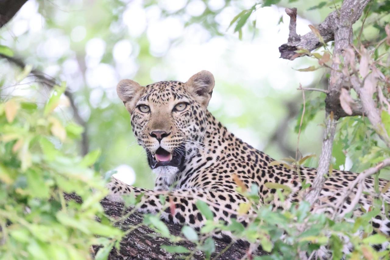 Karongwe Portfolio - Kuname Lodge Karongwe Game Reserve Экстерьер фото