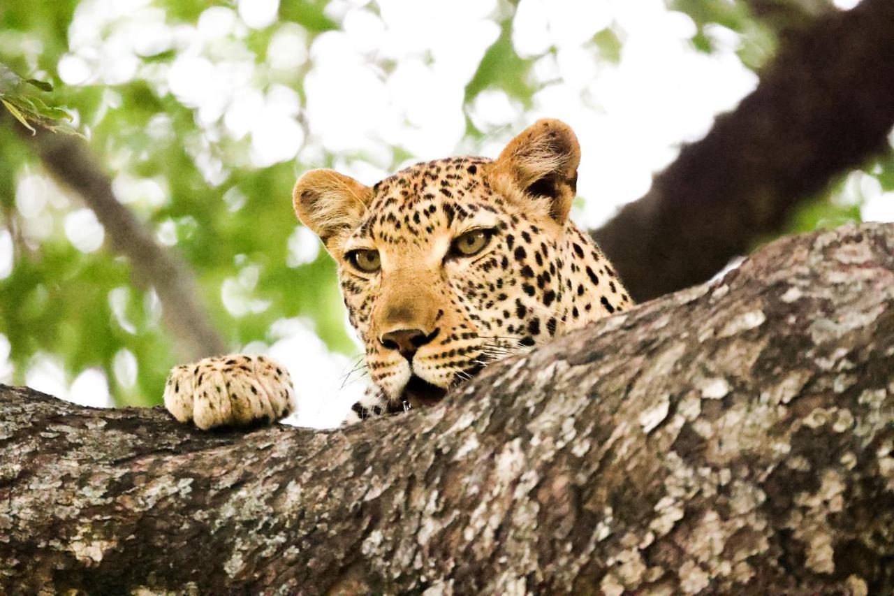 Karongwe Portfolio - Kuname Lodge Karongwe Game Reserve Экстерьер фото