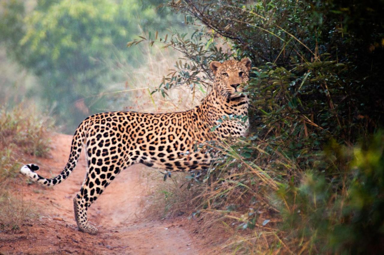 Karongwe Portfolio - Kuname Lodge Karongwe Game Reserve Экстерьер фото