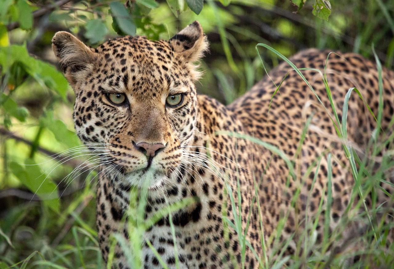 Karongwe Portfolio - Kuname Lodge Karongwe Game Reserve Экстерьер фото