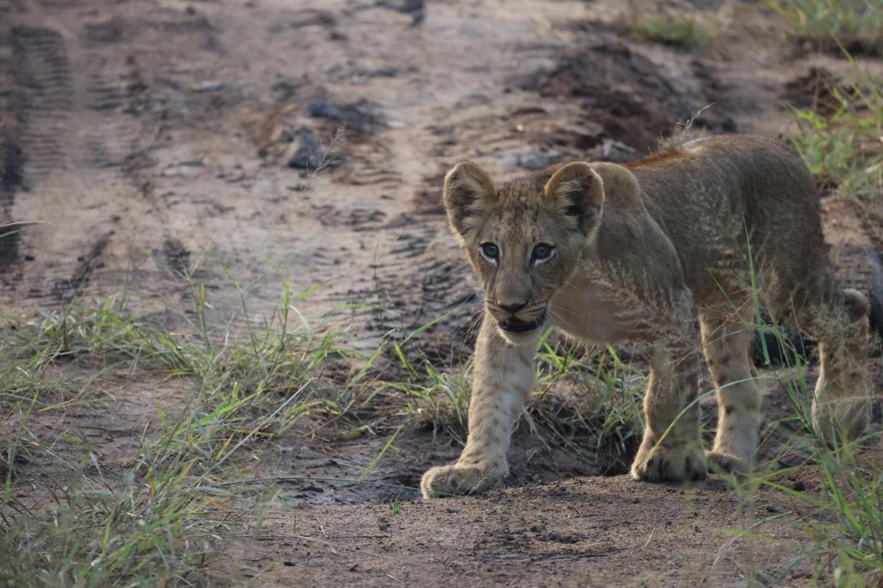 Karongwe Portfolio - Kuname Lodge Karongwe Game Reserve Экстерьер фото